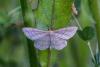 Idaea macilentaria